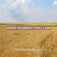 Canada durum wheat for sale