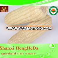 revised price test strictly yellow maize for poultry feed