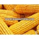 Yellow Corn/Maize for Animal Feed / YELLOW CORN FOR POULTRY FEED.....