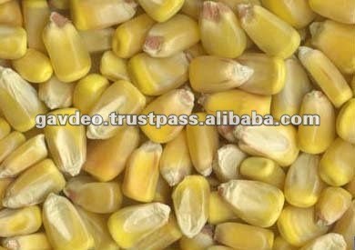 YELLOW MAIZE