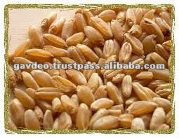 DURUM WHEAT